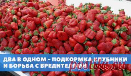 Моя подруга жалуется, что не успевает собирать ягоды - их так много. Утверждает, что секрет в этой подкормке. Может кого то заинтересует, попробуйте.  
Состав: 1 стакан золы залить 1-2 литрами кипятка, до остывания, 2гр. марганцовки, 2гр. борной кислоты (порошок), 1 ст. ложка йода.Золу процедить, все это на ведро воды.Сразу намешиваю в бочку и опрыскиваю ,до полного смачивания листвы. Это и подкормка микро и макро элементами и борьба с вредителями.
 *************************************** 
ТАК