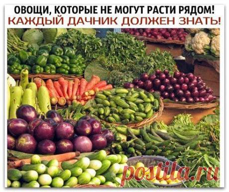 ОВОЩИ, КОТОРЫЕ НЕ МОГУТ РАСТИ РЯДОМ! КАЖДЫЙ ДАЧНИК ДОЛЖЕН ЗНАТЬ!

Некоторые овощи совершенно не могут сосуществовать на одной грядке! 
Но некоторые овощи, все-таки, придется посадить отдельно: среди растений, оказывается, тоже есть принципиально несовместимые. Причина подобной нелюбви – в различных корневых и эфирных выделениях. Если не хочешь, чтоб твои овощи не выросли, то тебе просто необходимо знать этот список!
Вот список овощей:….
Продолжение тут — ok.ru/hmideas
•••