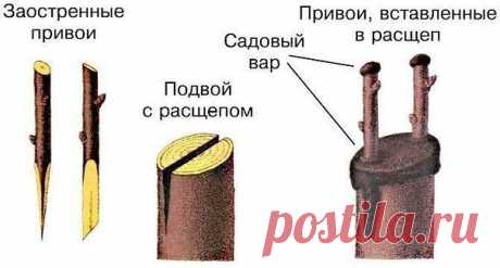 Как сделать прививку на яблоне весной? | 6 соток