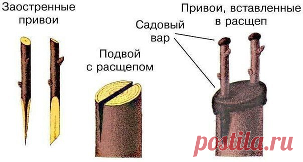 Как сделать прививку на яблоне весной? | 6 соток