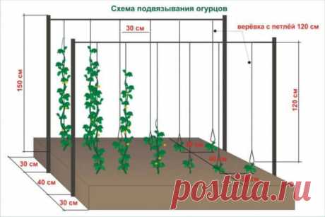 Как огурцы в открытом грунте: что это дает и 3 моих излюбленных способа, которые облегчают уход за растениями и помогают собирать большие урожаи - Своими руками на даче - как посеять, сажать, ухаживать за растениями и цветами