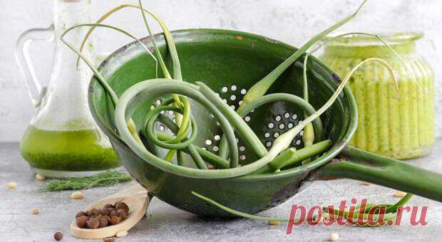(37) Что приготовить из чесночных стрелок: 5 рецептов вкусных блюд - Будет вкусно - 19 июля - 43449507184 - Медиаплатформа МирТесен Летние месяцы богаты на зелень, нужно успеть насладиться сочным листовым салатом, ароматной петрушкой и укропом, молодым луком и чесноком. Да, из побегов последнего тоже можно приготовить много вкусных блюд. Острые хрустящие чесночные стрелки хороши в заготовках на зиму, супах, корейских закусках, - 19 июля - 43449507184 - Медиаплатформа МирТесен