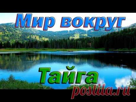 Тайга. Дикая природа России. Уссурийский край. Документальные фильмы. National Geographic
