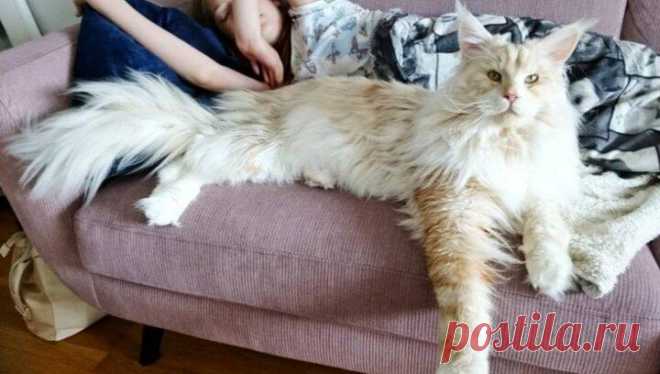 Девушка живёт с огромным мейн-куном в доме и показывает на фотографиях, как всё это выглядит | Домашние животные