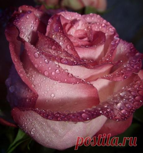 Плейкаст «ЦВЕТЫ ДЛЯ ИЗУМИТЕЛЬНОЙ ЖЕНЩИНЫ!!!»