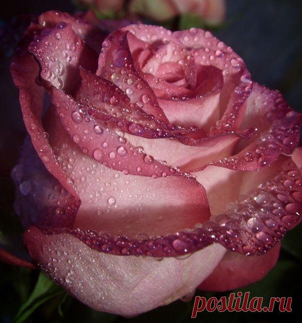 Плейкаст «ЦВЕТЫ ДЛЯ ИЗУМИТЕЛЬНОЙ ЖЕНЩИНЫ!!!»