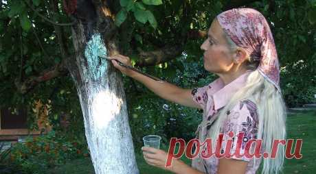 Как вылечить черный рак яблони: советы от от Ольги Вороновой на Supersadovnik.ru