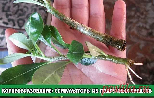 КОРНЕОБРАЗОВАНИЕ: СТИМУЛЯТОРЫ ИЗ ПОДРУЧНЫХ СРЕДСТВ

При размножении растений черенками иногда возникает проблема с корнеобразованием. Для ускорения процесса можно прибегнуть к стимуляторам промышленного производства, самые популярные из них – корневин и гетероауксин. Но есть и несколько проверенных временем народных способов.

– Мед. В 1,5 л воды растворяют чайную ложечку меда, черенок помещают в раствор на одну треть и выдерживают в нем 12 часов.

– Картофель. Для укорене...