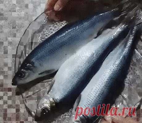 Солю селедку и скумбрию по этому рецепту уже года два. Получается очень вкусная малосольная рыбка