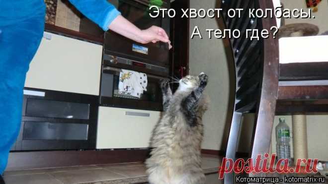 Котоматрица: Круть