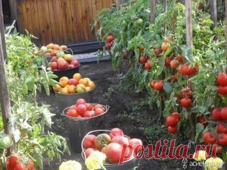 ВСЕ ЧТО НУЖНО ЗНАТЬ О ТОМАТАХ! 
!!!ШПАРГАЛКА НА ЛЕТО!!!
ДЕДОВСКИЙ РЕЦЕПТ ДЛЯ ТОМАТОВ
Этот полузабытый дедовский рецепт я выписала из старой газетной подшивки, но опробовать все не было времени. Решилась наконец в прошлом году.
Рецепт очень прост.
В трехлитровую банку заливаю 2,6-2,7 л воды без хлора (отстоянной), добавляю 100 г разведенных теплой водой дрожжей и 0,5 ст. сахара.
Накрыв марлей, держу банку в тепле, время от времени взбалтывая содержимое.
Раствор готов, когда закончится брожение.
О