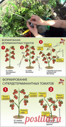 (4) Одноклассники