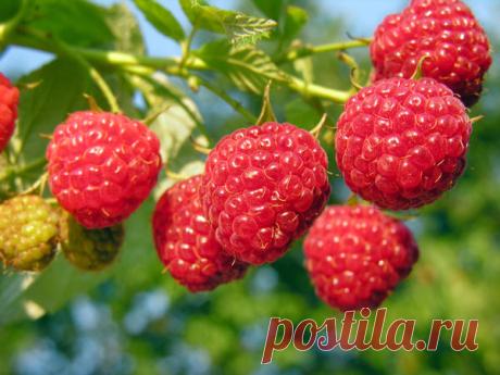 Малина: осенью сажаем, летом наслаждаемся / малина / 7dach.ru