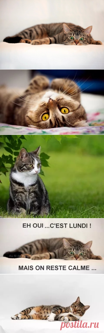 широкоформатные обои для рабочего стола коты: 14 тыс изображений найдено в Яндекс.Картинках