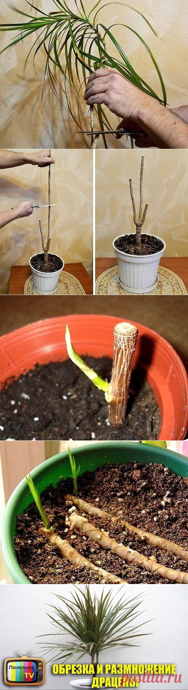 (1) Одноклассники