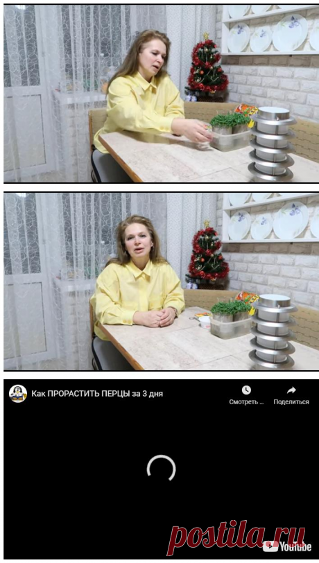 Как прорастить перцы за 3 дня