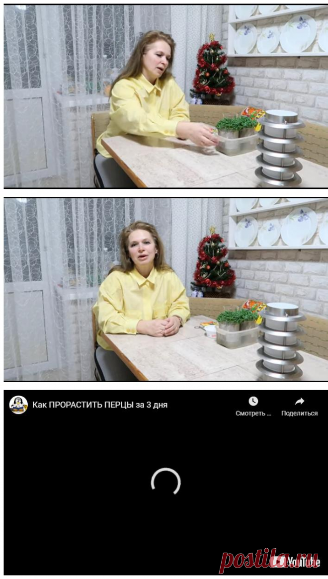 Как прорастить перцы за 3 дня