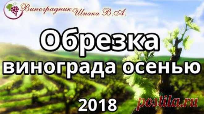 Обрезка винограда осенью 2018
