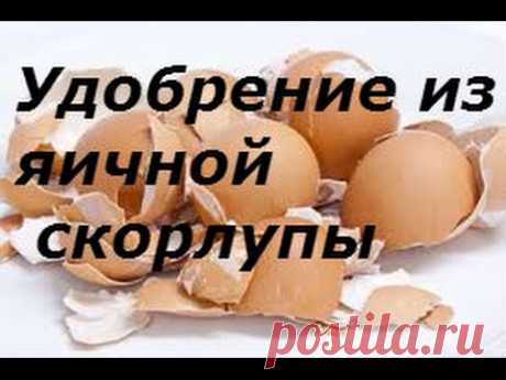 Яичная скорлупа Лучшее удобрение