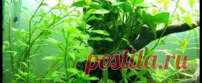 Растения аквариумные