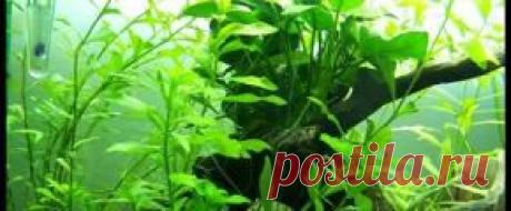 Растения аквариумные
