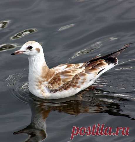 Яндекс.Фотки