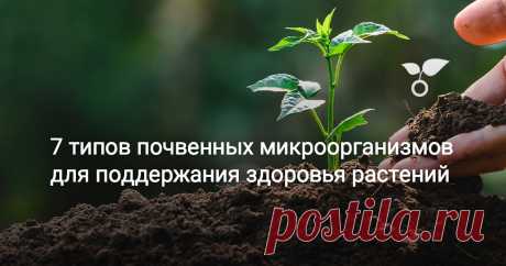 7 типов почвенных микроорганизмов для поддержания здоровья растений У многих из нас бактерии и грибки прежде всего ассоциируются с патогенами, которые вызывают болезни растений. Однако, это не всегда так.