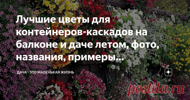 Лучшие цветы для контейнеров-каскадов на балконе и даче летом, фото, названия, примеры композиций Лучшие цветы для контейнеров это бесспорно те, которые в процессе роста образуют шары, каскады, висячие композиции. И мы назовем и покажем большинство из них. Здесь представлен небольшой список растений для контейнеров-каскадов: передвижных цветников, кашпо, вазонов и т.д. Эти растения наиболее декоративны и неприхотливы в уходе. Сочетайте различные краски, разнообразьте компо...