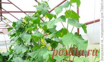 Семь секретов вкусных огурцов