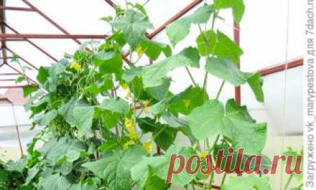 Семь секретов вкусных огурцов