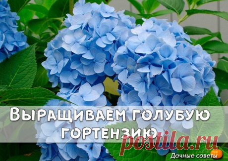 Выращиваем голубую гортензию

В первую очередь хочется отметить, что "голубыми" можно вырастить крупнолистные гортензии  macrophylla. Метельчатым, древовидным и др. , часто используемым в озеленении сада гортензиям, не удастся придать желаемый цвет.

Если на вашем участке уже кислая почва, то применять ниже описанные способы окраски, вам не понадобится. Достоверно известно, что при PH меньшем 5, цветы у гортензии синие. В щелочной почве преобладает розово-карминовая гамма....