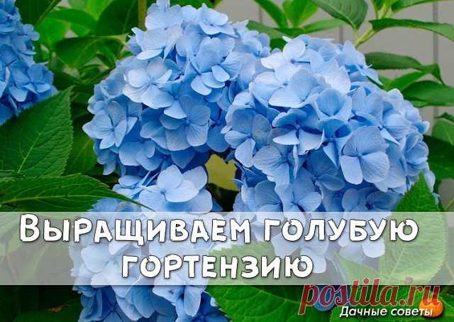 Выращиваем голубую гортензию

В первую очередь хочется отметить, что 