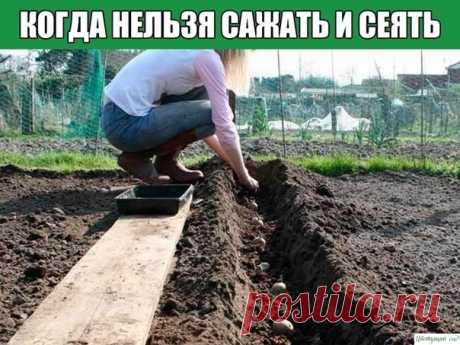 КОГДА НЕЛЬЗЯ САЖАТЬ и СЕЯТЬ