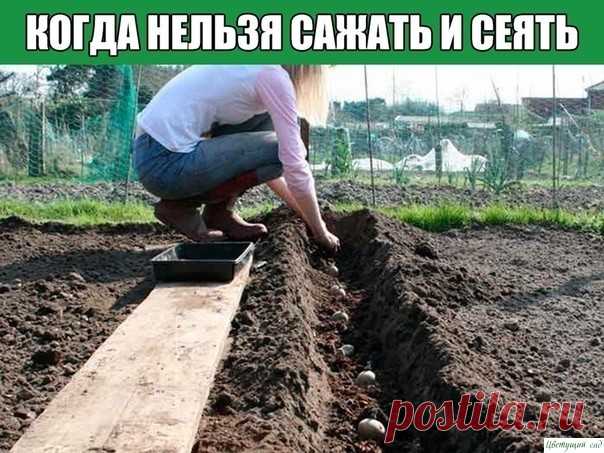 КОГДА НЕЛЬЗЯ САЖАТЬ и СЕЯТЬ