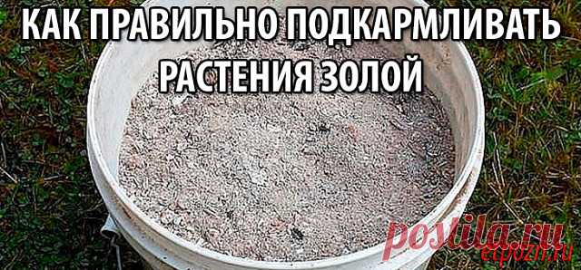 КАК ПРАВИЛЬНО ПОДКАРМЛИВАТЬ РАСТЕНИЯ ЗОЛОЙ