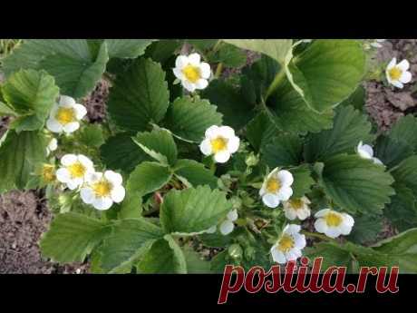 187. Бальзам из микроэлементов  для клубники
