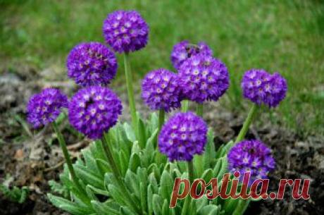 (+1) тема - Посадка и пересадка примулы – залог ее успешного роста | САД НА ПОДОКОННИКЕ