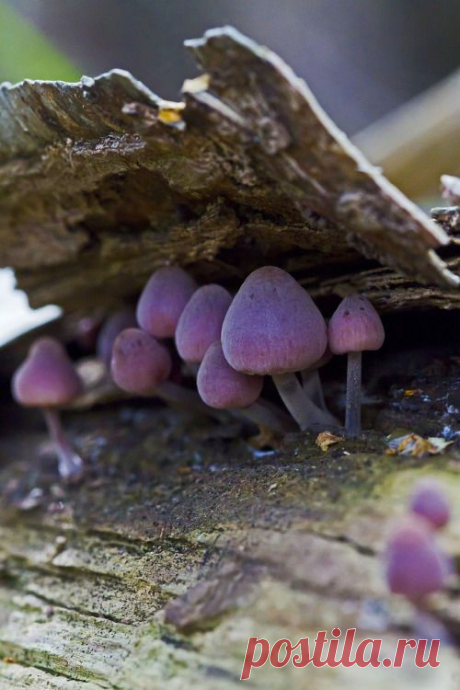 (35) lavender purple mushrooms growing out of wood | Mushrooms, Fungi, Lichen