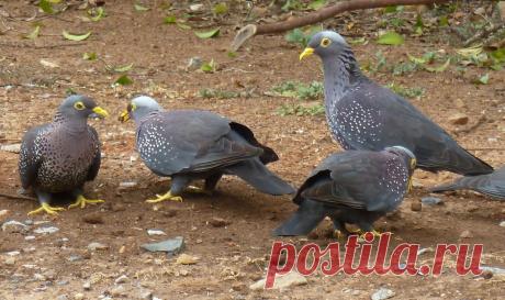 Сем. Голубиные (Columbidae)
Оливковый голубь (Columba arquatrix)