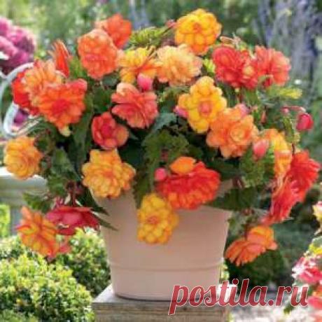 Как правильно сажать клубневую бегонию в горшок - пошаговая инструкция с фото