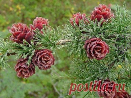 Одноклассники