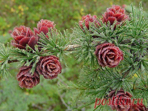 Одноклассники