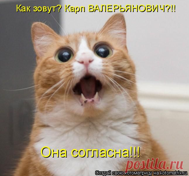 Котоматрица: Круть