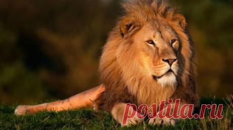 Редчайшие животные на планете