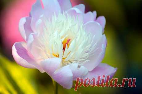 Уголок «бабушкиного» сада: вспоминаем классические сорта пионов | РОЗЫ