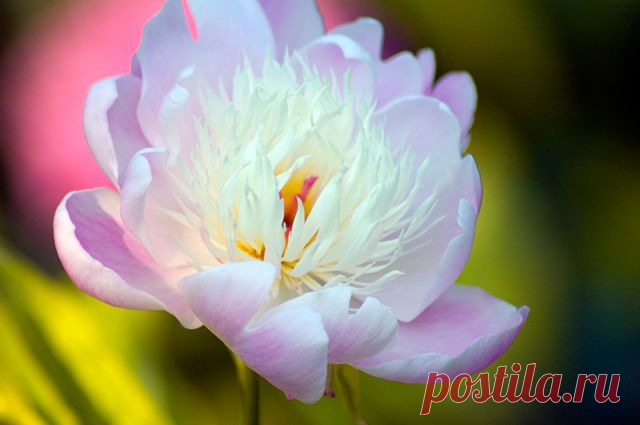 Уголок «бабушкиного» сада: вспоминаем классические сорта пионов | РОЗЫ