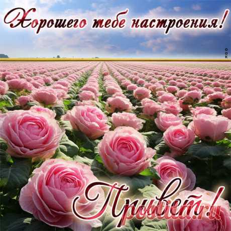 Привет. Хорошего настроения!