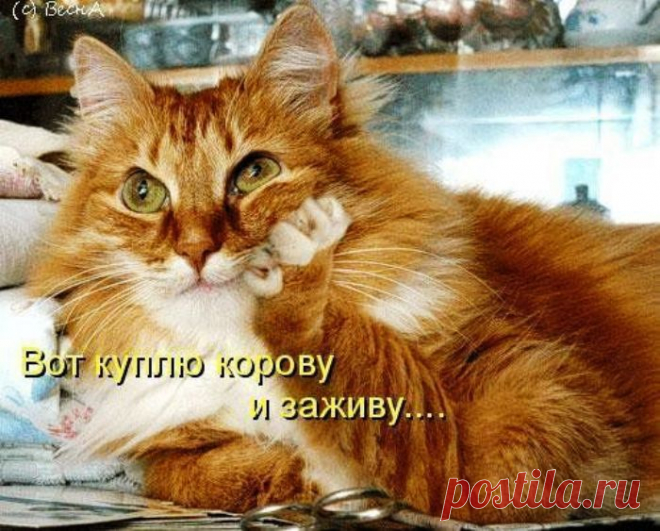 Прикольные картинки с котами | Уши, лапы, хвост