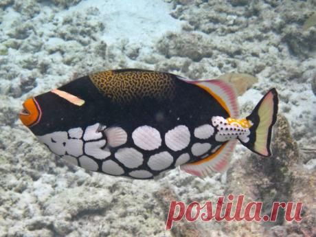 Maldives Underwater: Clown Triggerfish Latin: Balistoides Conspicillum Italian: Pesce Balestra Pagliaccio   Thudufushi Island, Ari South Atoll, Maldives Canon D10  Many thanks in advance to everyone who will pass by visiting my shots. Comments are appreciated. You are welcome. Sergio  © Sergio Presbitero 2011, All Rights Reserved This work may not be copied, reproduced, republished, edited, downloaded, displayed, modified, transmitted, licensed, transferred, sold, distribu...