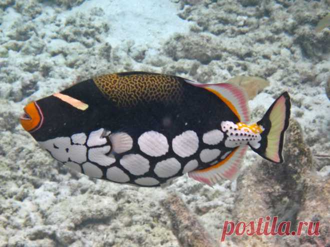 Maldives Underwater: Clown Triggerfish Latin: Balistoides Conspicillum Italian: Pesce Balestra Pagliaccio   Thudufushi Island, Ari South Atoll, Maldives Canon D10  Many thanks in advance to everyone who will pass by visiting my shots. Comments are appreciated. You are welcome. Sergio  © Sergio Presbitero 2011, All Rights Reserved This work may not be copied, reproduced, republished, edited, downloaded, displayed, modified, transmitted, licensed, transferred, sold, distribu...